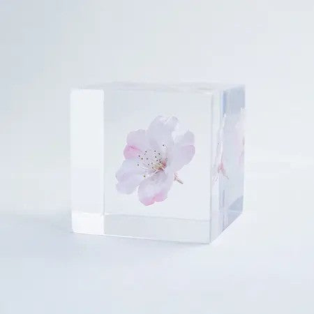 USAGI NO NEDOKO Sola Cube - Komatsu-otome/Sakura