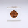 USAGI NO NEDOKO Sola Cube - Japanese Walnut