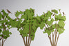 TERADA MOKEI No.10 Tree - Brown/Green