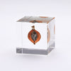 USAGI NO NEDOKO Sola Cube - Shell Ginger