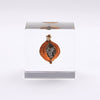 USAGI NO NEDOKO Sola Cube - Shell Ginger