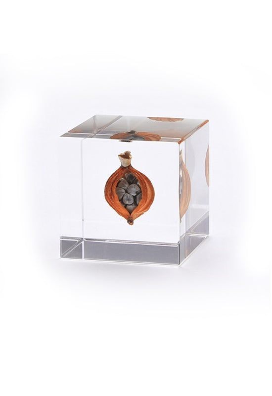 USAGI NO NEDOKO Sola Cube - Shell Ginger