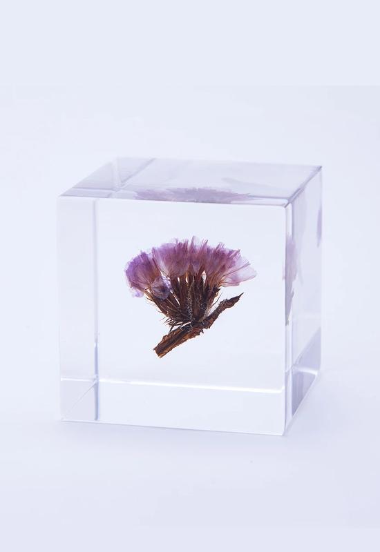USAGI NO NEDOKO Sola Cube - Statice