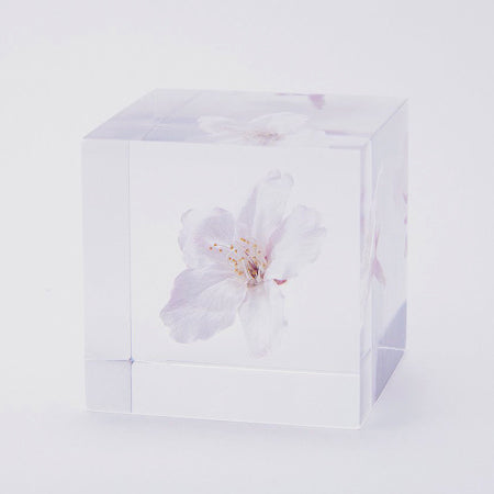 USAGI NO NEDOKO Sola Cube - Somei-yoshino/Sakura