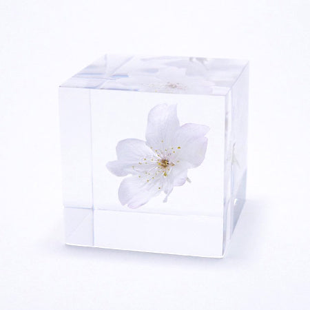 USAGI NO NEDOKO Sola Cube - Yamazakura/Sakura